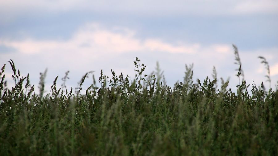View of stalks in field against cloudy sky