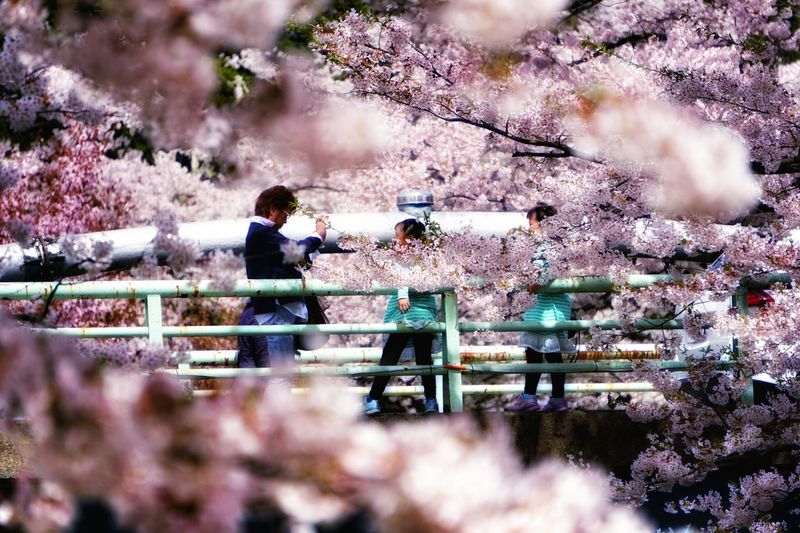 People walking on footbridge along cherry blossoms
