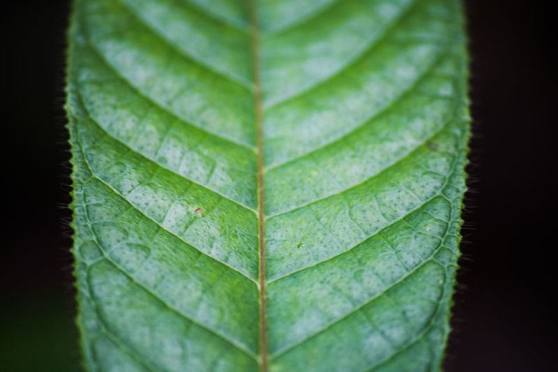 Close-up of green leaf