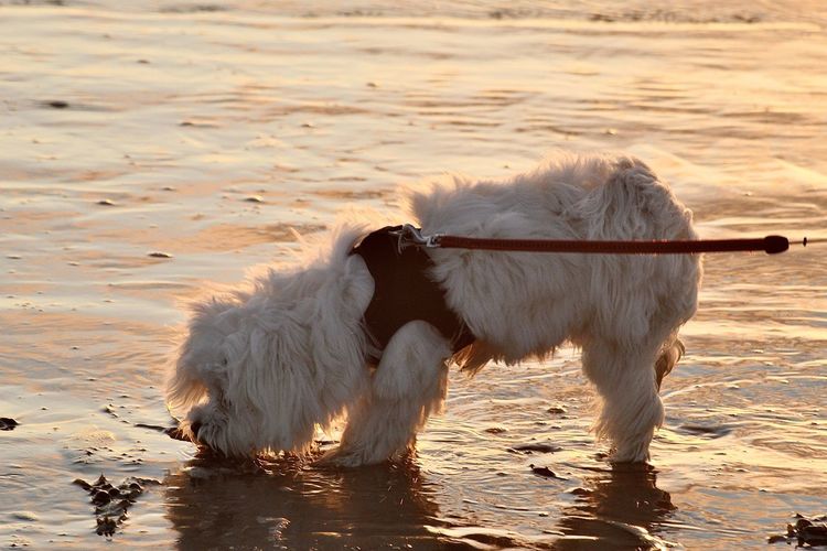 Dog drinking water from beach