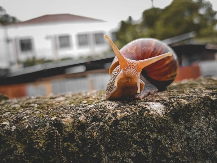 This is a photo of a snail relaxing on a fence.