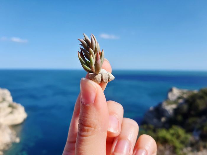 Cropped hand holding plant against sea