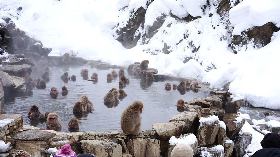 Japanese macaques in hot spring