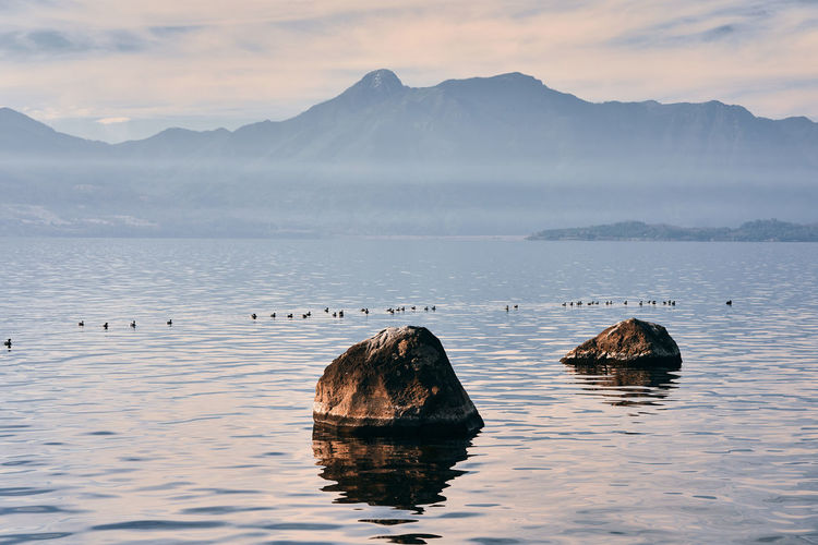 View of ducks in lake against mountain range