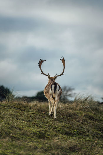 Deer standing on field