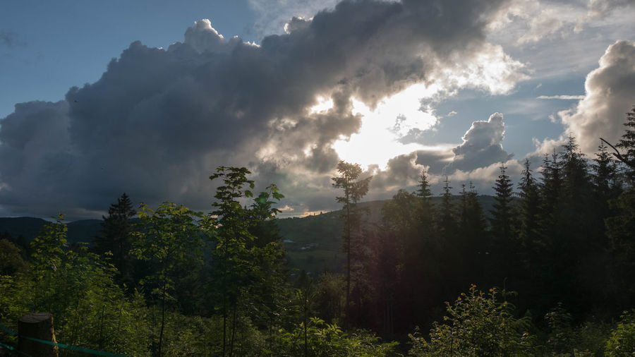 Scenic view of forest against sky