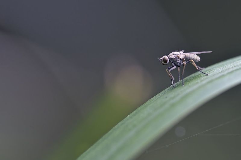 Close-up of fly on leaf