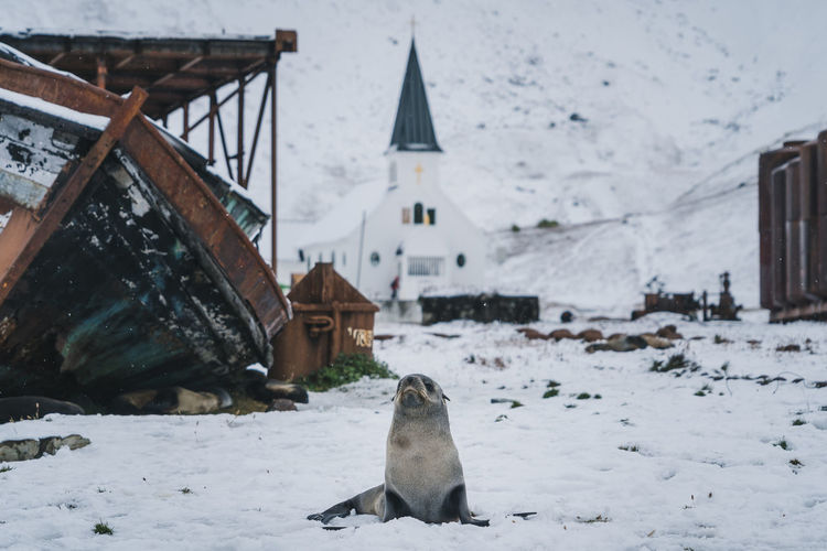 A seal in front of grytviken church