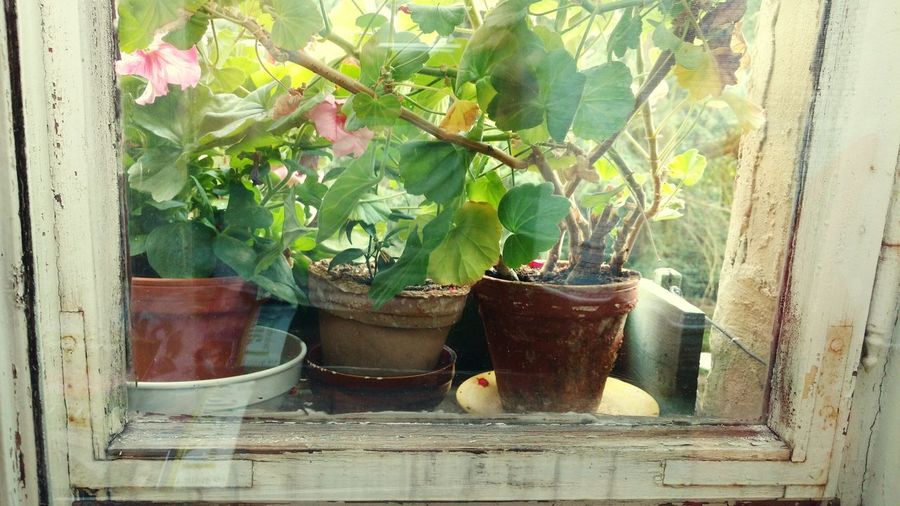Close-up of potted plant on window sill