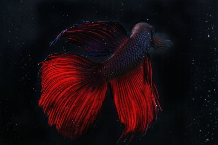 Close-up of siamese fighting fish with red tail