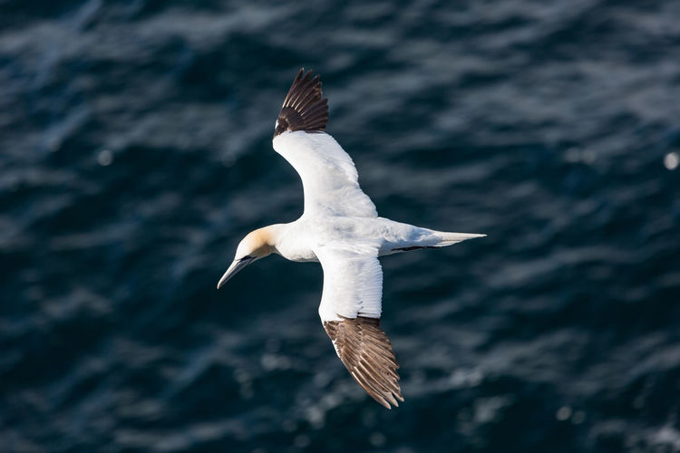Gannet  flying over sea