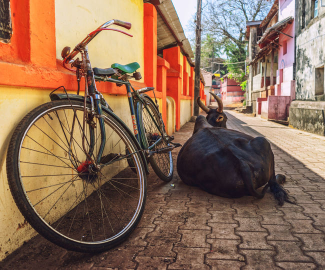 Cow resting by bicycle at street