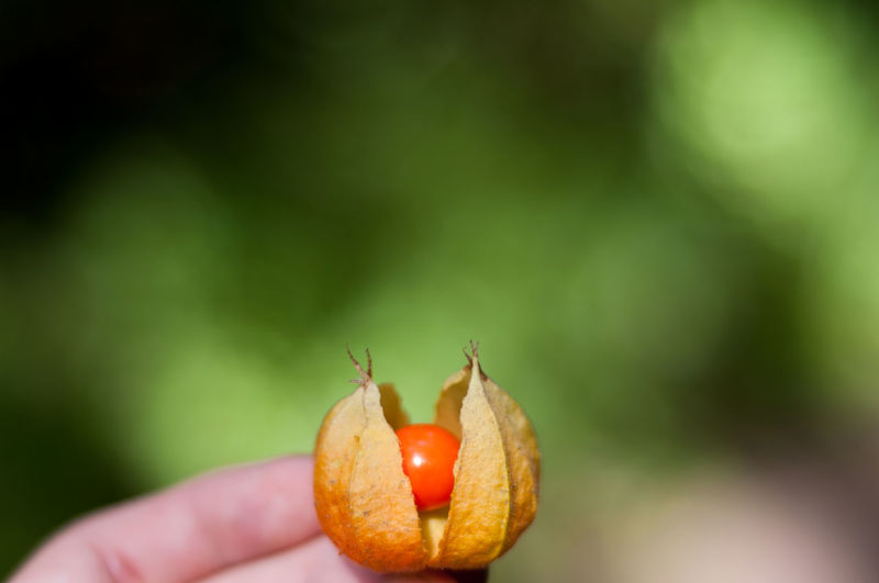 Close-up of hand holding strawberry