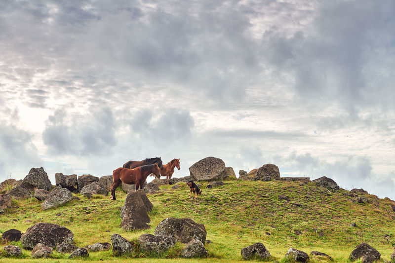View of a horses grazing on rock