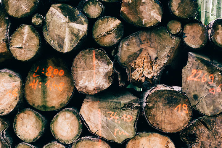 Stack of beech wood prepared for timber.
