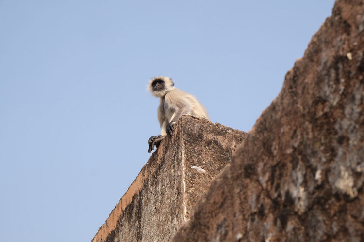 Low angle view of monkey sitting on rock