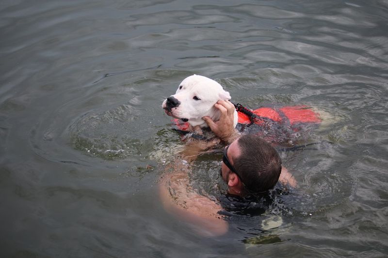 High angle view of man swimming with dog in lake