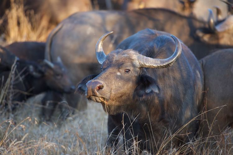 Close-up of a cape buffalo on field