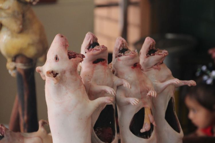 Dead bodies of piglet