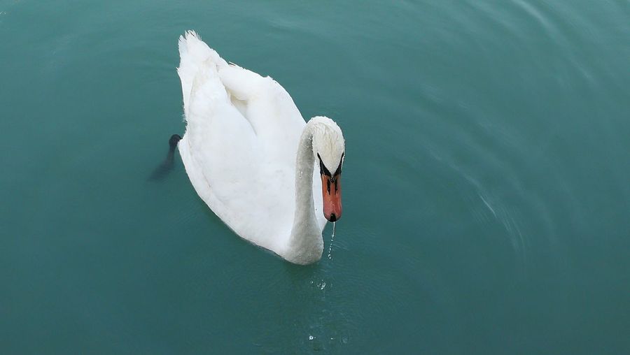 Swan floating on a lake