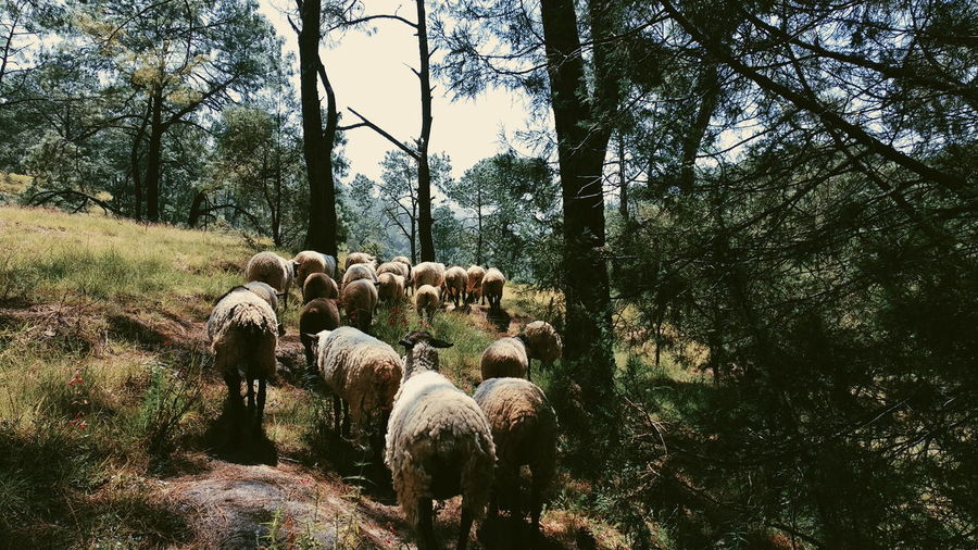 View of sheep in the forest