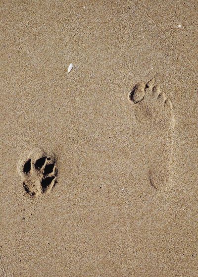 High angle view of paw print and footprint on beach