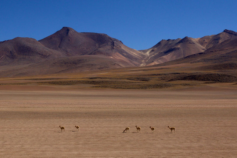 Vicunas on arid landscape against clear blue sky on sunny day