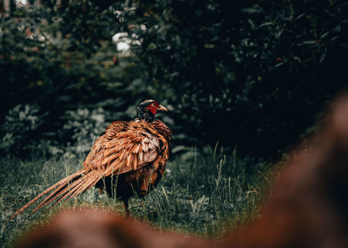 Bird perching on a field