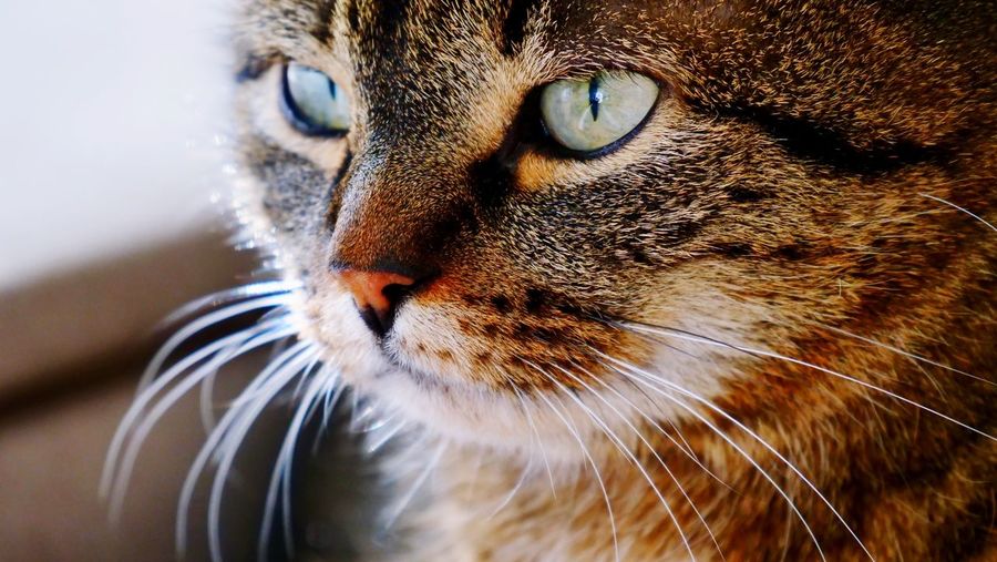 Close-up portrait of a whisker catface, looking to the left