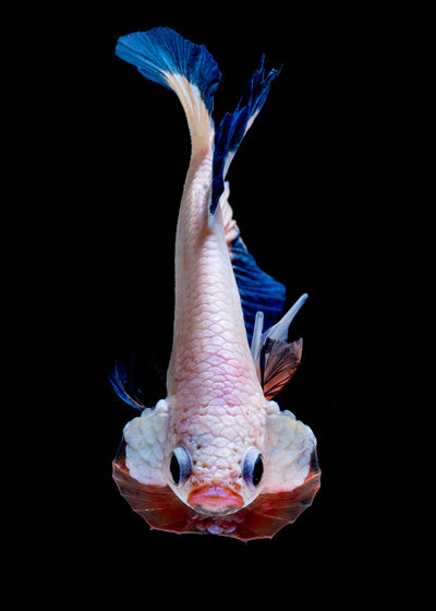 Close-up of fish against black background