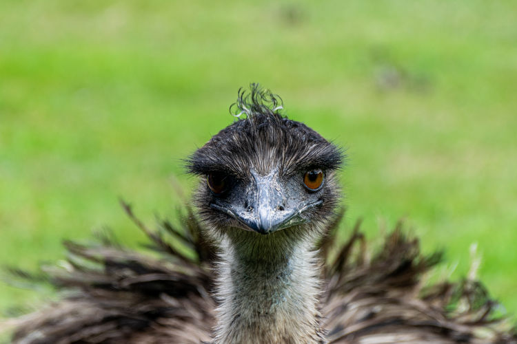 Portrait of a young female emu, dromaius novaehollandiae