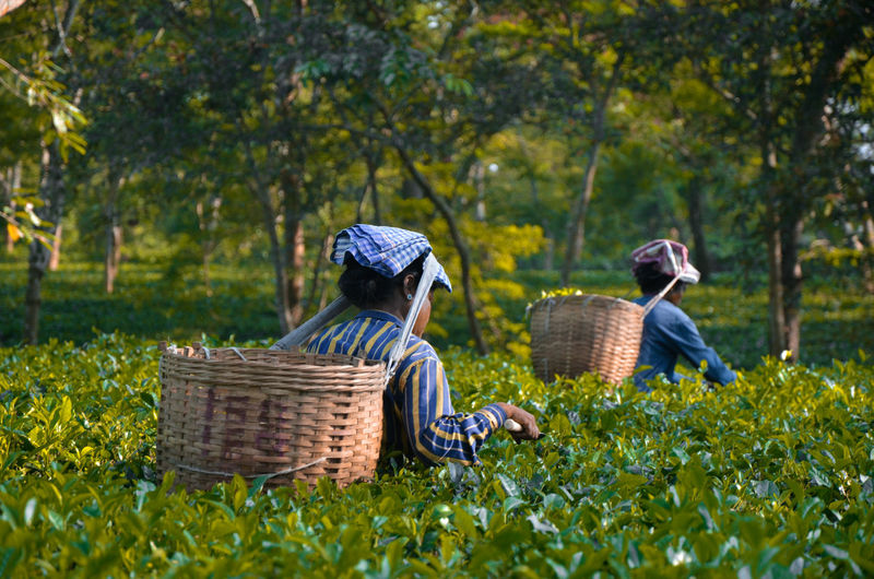 Rear view of farmers carrying wicker baskets while working in farm