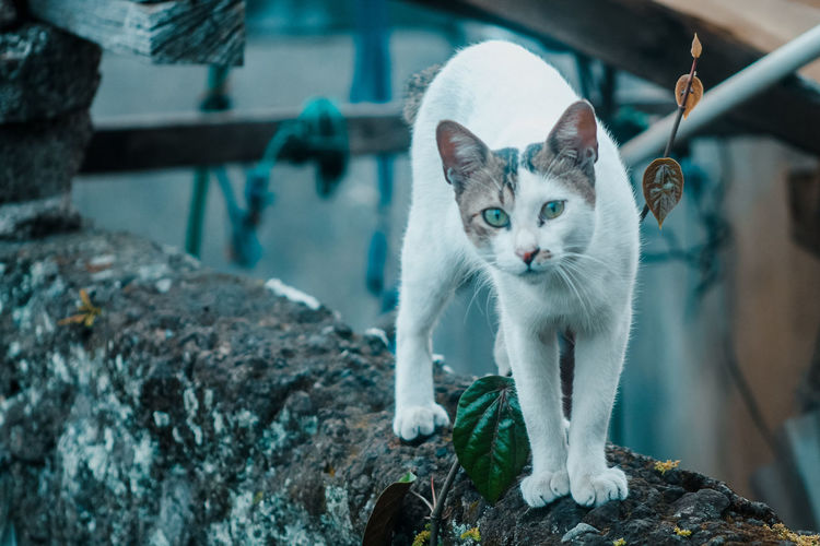 Portrait of cat looking at rock