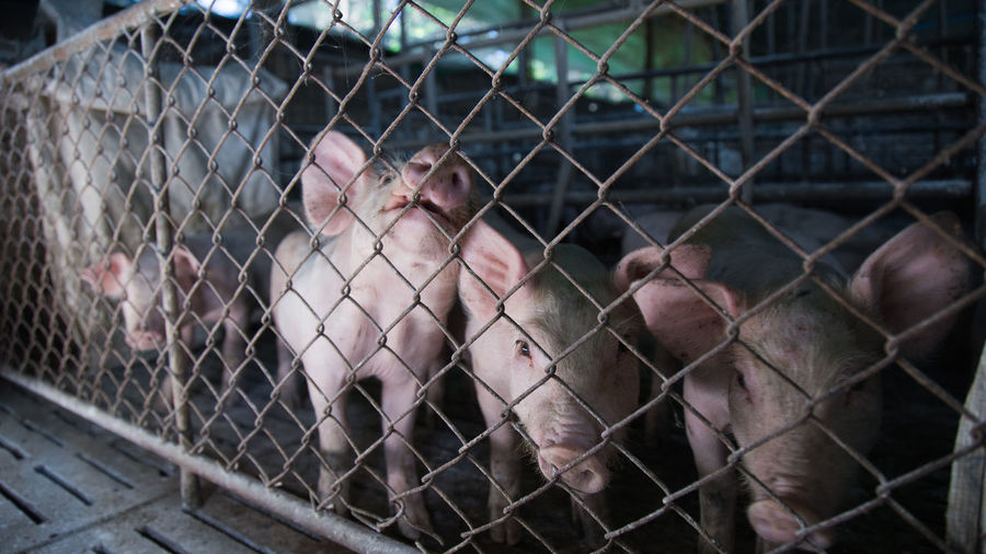 Piglets in cage