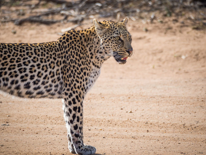 Close-up of leopard standing on dirt track in kruger national park, south africa