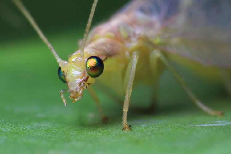 Close-up of green lacewing outdoors