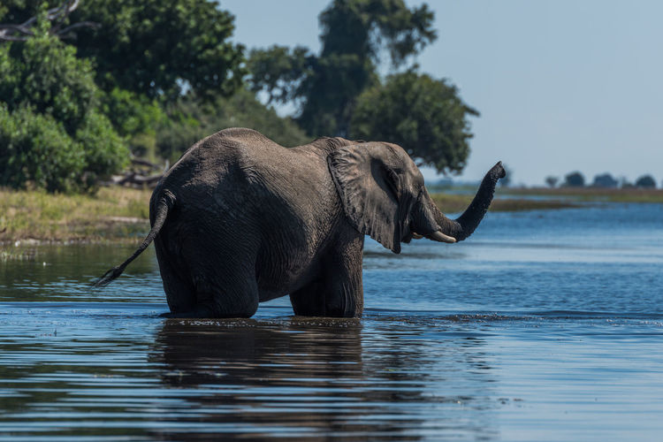 Elephant standing in lake