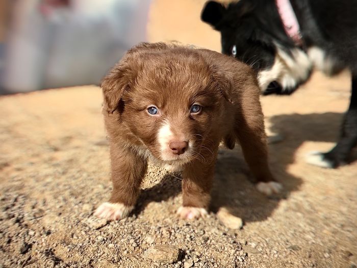 Close-up portrait of puppy
