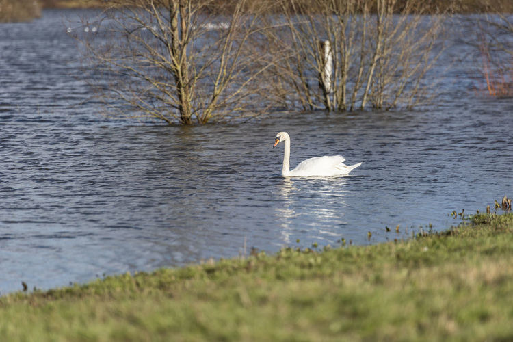 Swan swimming in lake