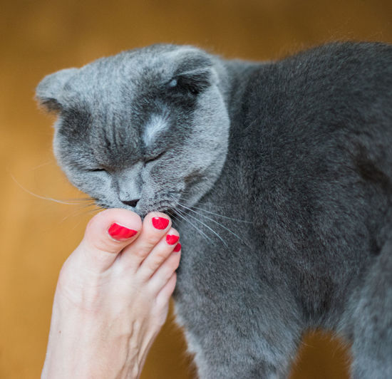 Close-up of hand holding cat with eyes closed