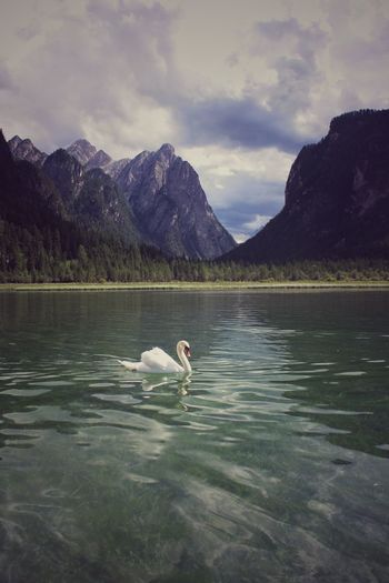 Swan swimming on lake against mountains