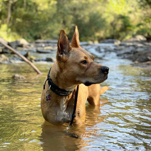 Dog looking away in water