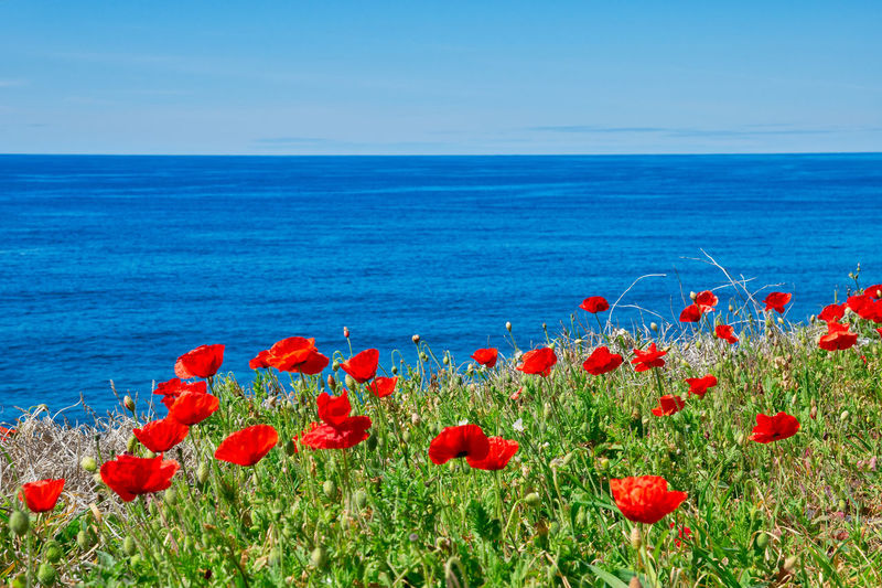 Red poppies in sea against blue sky
