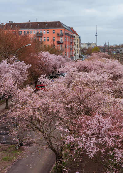 Pink cherry blossom by building in city