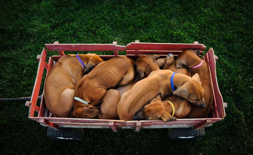 High angle view of dogs sleeping in wagon over grass field