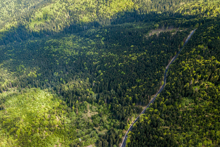 Aerial view of pine trees