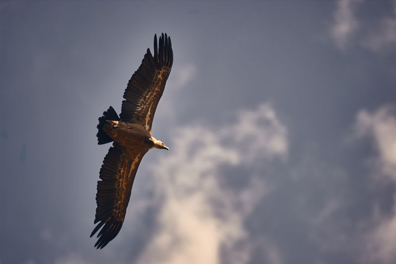 Low angle view of vulture  flying against sky