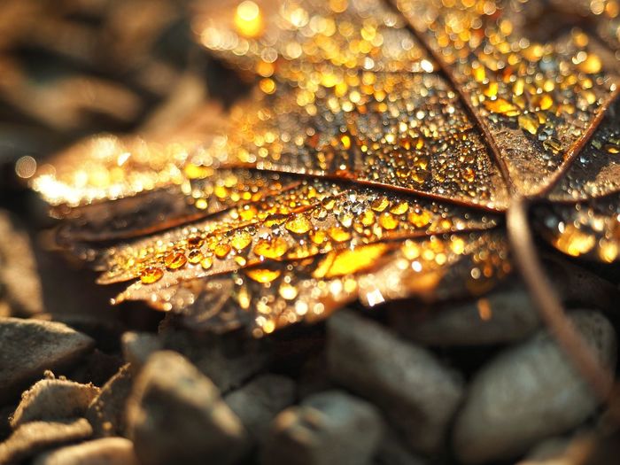 Close-up of wet leaves during autumn