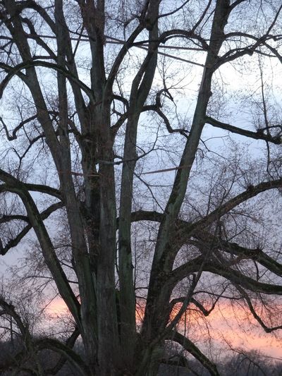 Low angle view of bare trees in winter