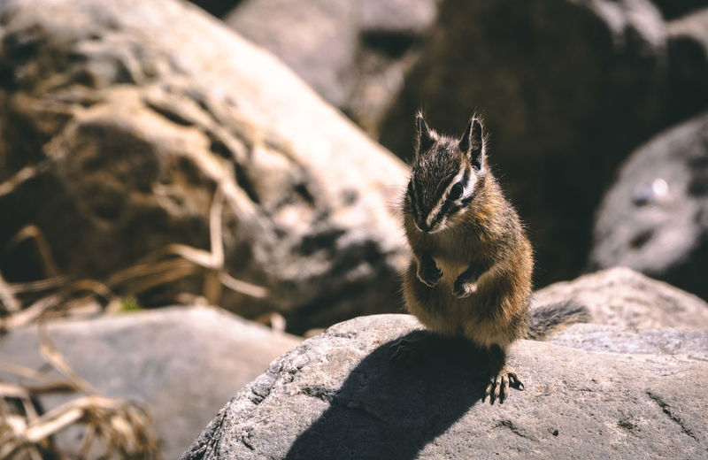 Squirrel sitting on rock